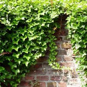 Common Ivy (Hedera Helix) 3